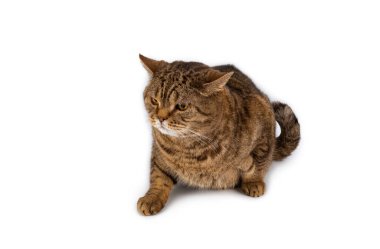 Kahverengi çizgili İngiliz kedisi beyaz arka planda izole edilmiş. Yüksek kalite fotoğraf