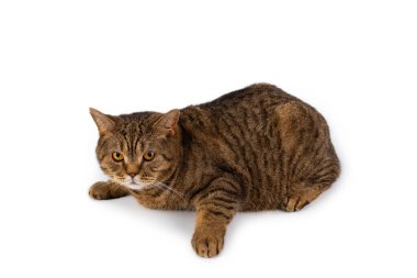 Kahverengi çizgili İngiliz kedisi beyaz arka planda izole edilmiş. Yüksek kalite fotoğraf