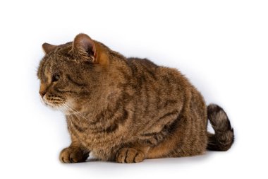 Kahverengi çizgili İngiliz kedisi beyaz arka planda izole edilmiş. Yüksek kalite fotoğraf