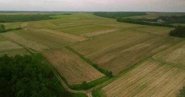 Üzüm bağı manzarası, Fransa üzüm bağı, şampanya. Güneşli üzüm bağının güneş doğarken çekilmiş insansız hava aracı görüntüleri. Günbatımı bağları Fransa, Avrupa doğası.