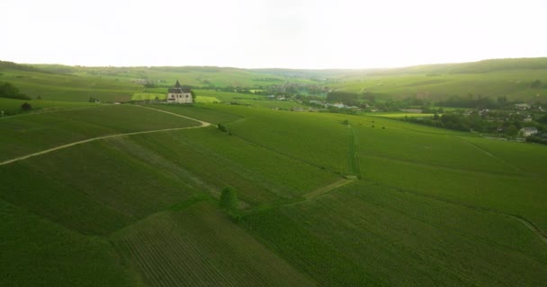 Vineyard Landscape Vineyard France Champagne Aerial Drone Shot Sunny Vineyard — Stock Video