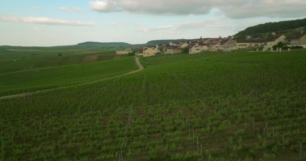 Drone Flies Green Vineyards Production Wine Grapes France Cinematic Aerial — Stock Video