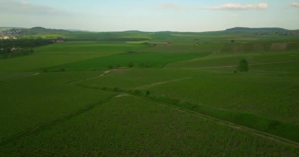 ドローンは緑のブドウ畑を飛び越える フランスのブドウからワインの生産 ブドウ畑の空撮映像 美しいブドウ畑 田舎の美しいブドウ畑の空中ドローン映像 — ストック動画