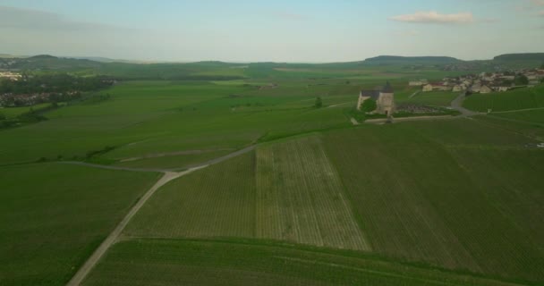 드론은 포도밭을 다닙니다 프랑스에서는 포도를 생산하고 농장의 영화를 찍었습니다 공중에서 — 비디오
