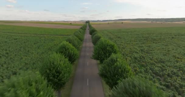 Luchtfoto Elektrisch Cinematografische Drone Schot Vliegen Weg Met Bomen Bij — Stockvideo