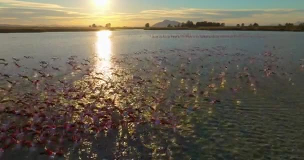 Niesamowity Widok Lotu Ptaka Flamingi Zachodzie Słońca — Wideo stockowe