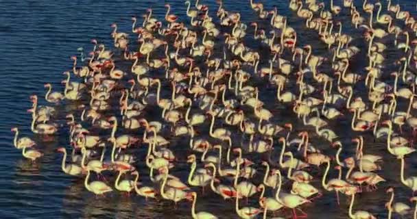 Large Group Greater Flamingos Phoenicopterus Roseus Water Sunset — Stock Video