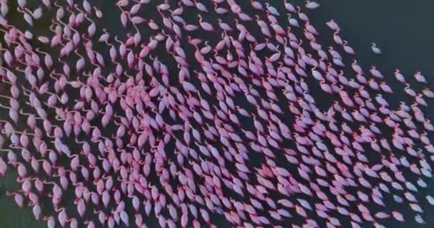 Аерофотозйомка Колонії Рожевих Фламінго Природному Середовищі — стокове відео