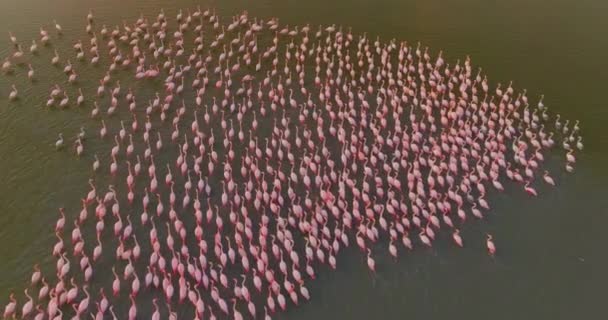 Αεροφωτογραφία Σμήνος Από Ροζ Φλαμίνγκο Φόντο Ένα Όμορφο Τοπίο Άγρια — Αρχείο Βίντεο