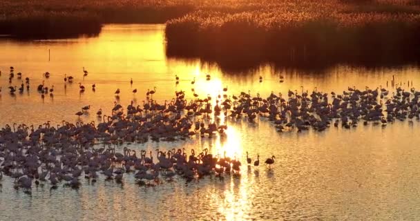 Μεγάλη Ομάδα Μεγαλύτερη Flamingos Phoenicopterus Roseus Ένα Νερό Στο Ηλιοβασίλεμα — Αρχείο Βίντεο
