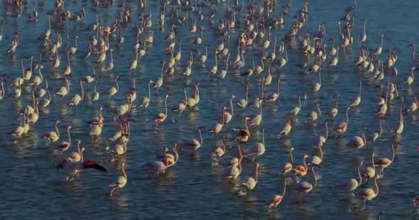 Stor Grupp Större Flamingos Phoenicopterus Roseus Ett Vatten Vid Solnedgången — Stockvideo