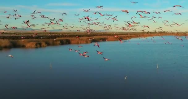 Grande Grupo Flamingos Maior Phoenicopterus Roseus Uma Água Pôr Sol — Vídeo de Stock