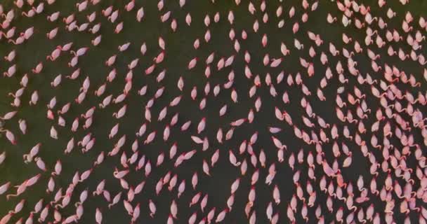 Αεροφωτογραφία Αποικία Ροζ Φλαμίνγκο Στο Φυσικό Τους Περιβάλλον — Αρχείο Βίντεο