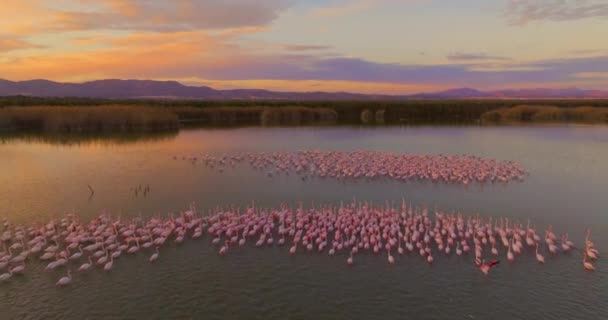 Widok Lotu Ptaka Stado Różowych Flamingów Tle Pięknego Krajobrazu Zachodzie — Wideo stockowe