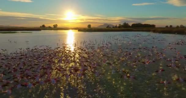 Καταπληκτική Εναέρια Θέα Ενός Σμήνους Φλαμίνγκο Που Πετά Ηλιοβασίλεμα — Αρχείο Βίντεο