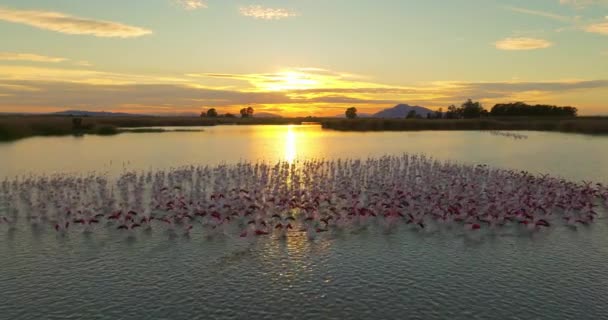 Καταπληκτική Εναέρια Θέα Ενός Σμήνους Φλαμίνγκο Που Πετά Ηλιοβασίλεμα — Αρχείο Βίντεο