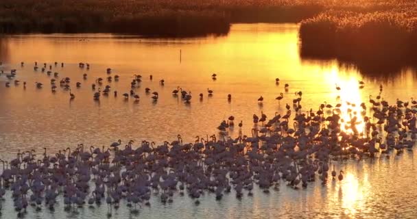 Zachód Słońca Nad Jeziorem Kolonią Flamingi — Wideo stockowe