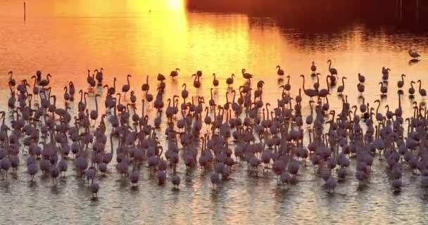 Puesta Sol Sobre Lago Con Colonia Flamingos — Vídeos de Stock