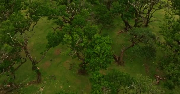 空からの眺め 魔法のファンの森 マデイラ ポルトガル — ストック動画