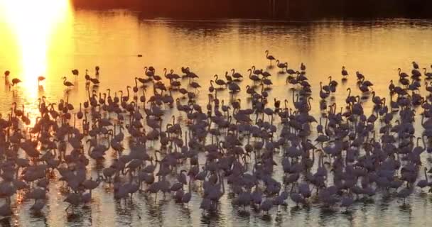 Puesta Sol Sobre Lago Con Colonia Flamingos — Vídeo de stock