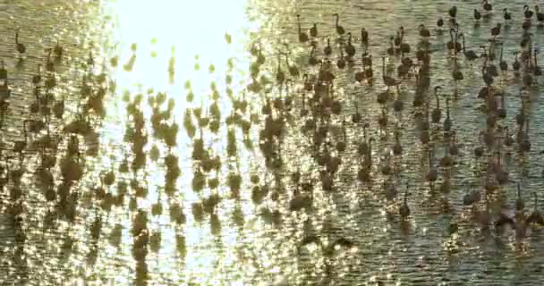 Menší Flamingo Fhoenicopterus Minor Kolonie Jezera Při Západu Slunce — Stock video