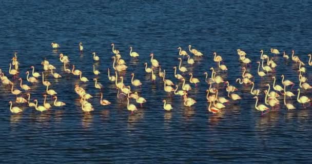 Küçük Flamingo Phoenicopterus Minor Günbatımında Gölde Koloni — Stok video