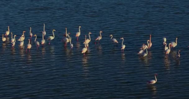 Letecký Pohled Západ Slunce Nad Jezerem Kolonií Flamingos — Stock video