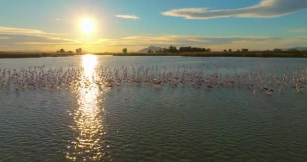 Πετώντας Ένα Drone Ηλιοβασίλεμα Πάνω Από Μια Λίμνη Μια Αποικία — Αρχείο Βίντεο