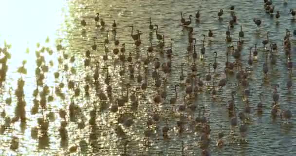 Αεροφωτογραφία Ηλιοβασίλεμα Πάνω Από Λίμνη Την Αποικία Φλαμίνγκο — Αρχείο Βίντεο