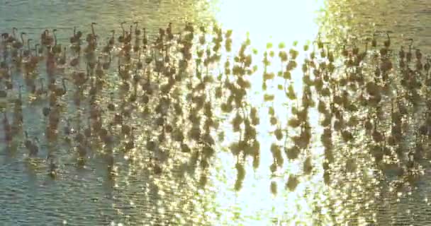 Menší Flamingo Fhoenicopterus Minor Kolonie Jezera Při Západu Slunce — Stock video