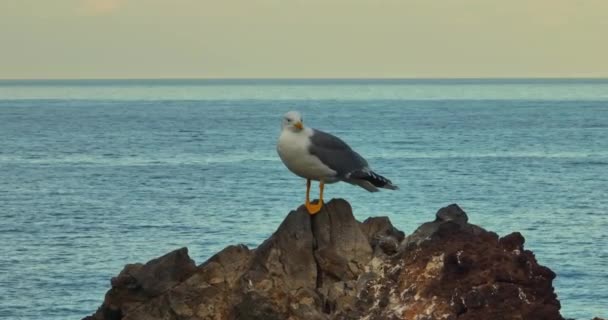 Gaivota Oceano Close Vista Gaivota Pássaro Branco — Vídeo de Stock