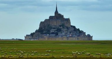 Mont Saint Michel 'in hava manzarası. Büyük bir koyun sürüsü Mont Saint Michel.Iconic Adası ve Fransa 'nın Normandiya Manastırı' nın arka planında otluyor..