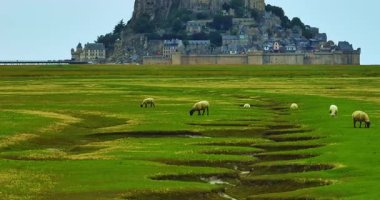 Mont Saint Michel 'in hava manzarası. Büyük bir koyun sürüsü Mont Saint Michel.Iconic Adası ve Fransa 'nın Normandiya Manastırı' nın arka planında otluyor..