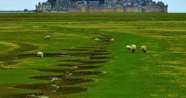 Fransa 'nın Normandiya eyaletinin ünlü Saint Mont Michel şatosunun yakınındaki yeşil çayırlarda otlayan koyun sürüsünün havadan görünüşü.