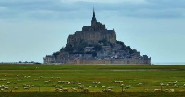 Mont Saint Michel 'in hava manzarası. Büyük bir koyun sürüsü Mont Saint Michel.Iconic Adası ve Fransa 'nın Normandiya Manastırı' nın arka planında otluyor..