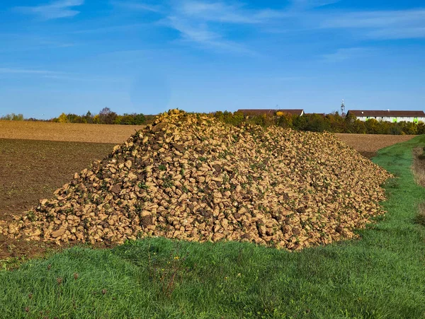 Сахарную Свеклу Осенью Ждут Сахарном Заводе Поле — стоковое фото