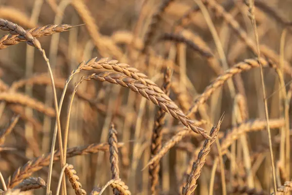 stock image Ears of spelled shortly before harvest