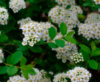 Yasemin beyaz çiçekleri. bahar