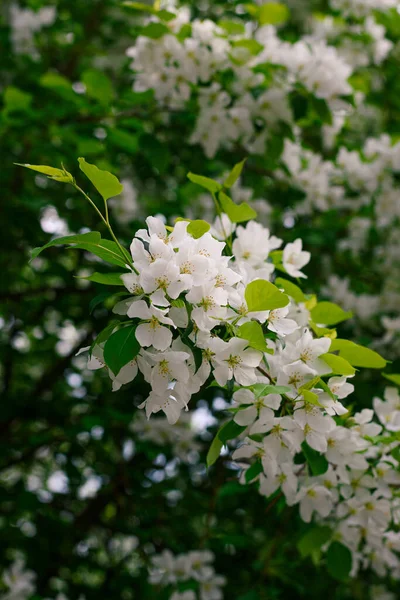 Blooming Tree Spring White Flowers — Stock Photo, Image