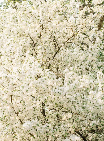 Schöne Frühlingsblumen Flora Und Natur — Stockfoto
