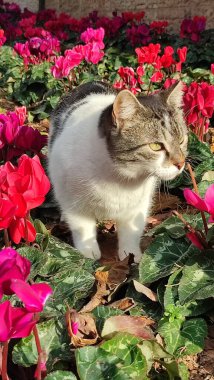 Beyaz benekli kedi, çiçek tarlasında yürür. Güzel kırmızı çiçekler arasında. Doğa, evcil hayvan. Yüksek kalite fotoğraf