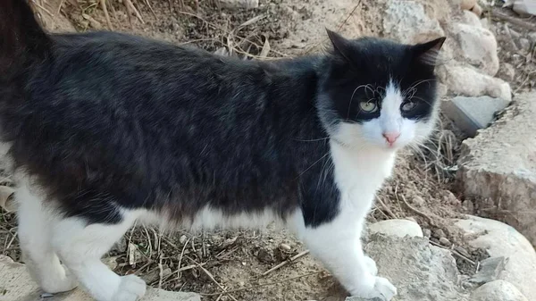 Fehér Fekete Foltos Macska Sétál Szabadban Természet Kisállat Kiváló Minőségű — Stock Fotó