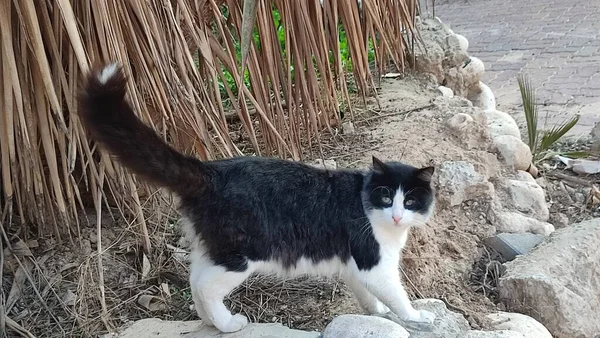 Weiß Schwarz Gefleckte Katze Geht Ins Freie Natur Haustier Hochwertiges — Stockfoto