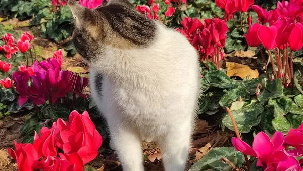 Gato Manchado Branco Anda Livre Canteiro Flores Entre Belas Flores — Fotografia de Stock