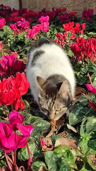 Vit Fläckig Katt Går Utomhus Rabatt Bland Vackra Röda Blommor — Stockfoto