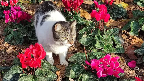 White Spotted Cat Walks Outdoors Flower Bed Beautiful Red Flowers — Stock Photo, Image