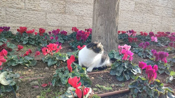 Fehér Foltos Macska Sétál Szabadban Egy Virágágyásban Között Gyönyörű Piros — Stock Fotó