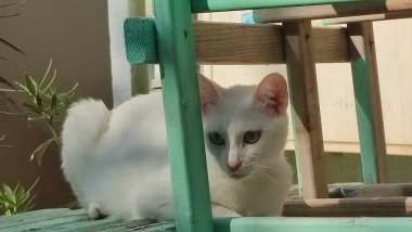 Beyaz sokak komik sevimli kedisi. Yüksek kalite fotoğraf