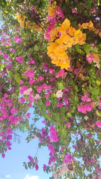 Planta Buganvilla Florece Flores Color Púrpura Rosa Naranja Abril Primavera — Foto de Stock