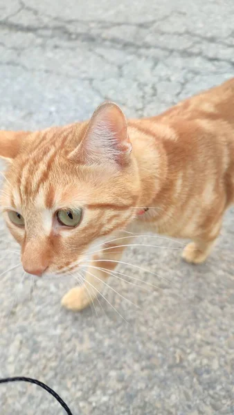 Gato Rojo Caminando Por Calle Foto Alta Calidad —  Fotos de Stock